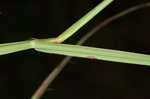 Coastal sandbur